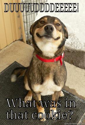DUUUUUDDDDEEEEE! WHAT WAS IN THAT COOKIE?  Good Dog Greg