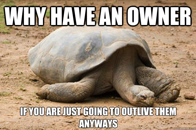 Why have an owner If you are just going to outlive them anyways  Depression Turtle