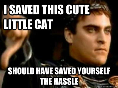 i saved this cute little cat should have saved yourself the hassle  Downvoting Roman