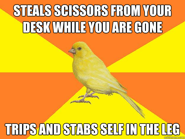 Steals scissors from your desk while you are gone trips and stabs self in the leg  Instant Karma Canary