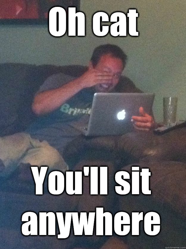 Oh cat You'll sit anywhere  MEME DAD