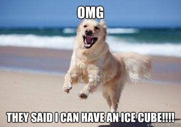 OMG They said i can have an ice cube!!!! - OMG They said i can have an ice cube!!!!  buddy
