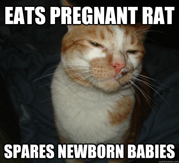 Eats Pregnant Rat Spares Newborn Babies  Good Guy Cat