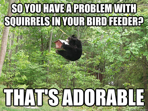 So you have a problem with squirrels in your bird feeder? That's adorable  