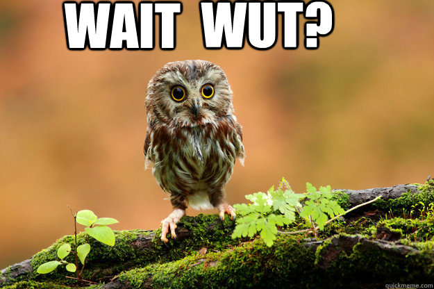 Wait WUT? - Wait WUT?  WaitWut Owl