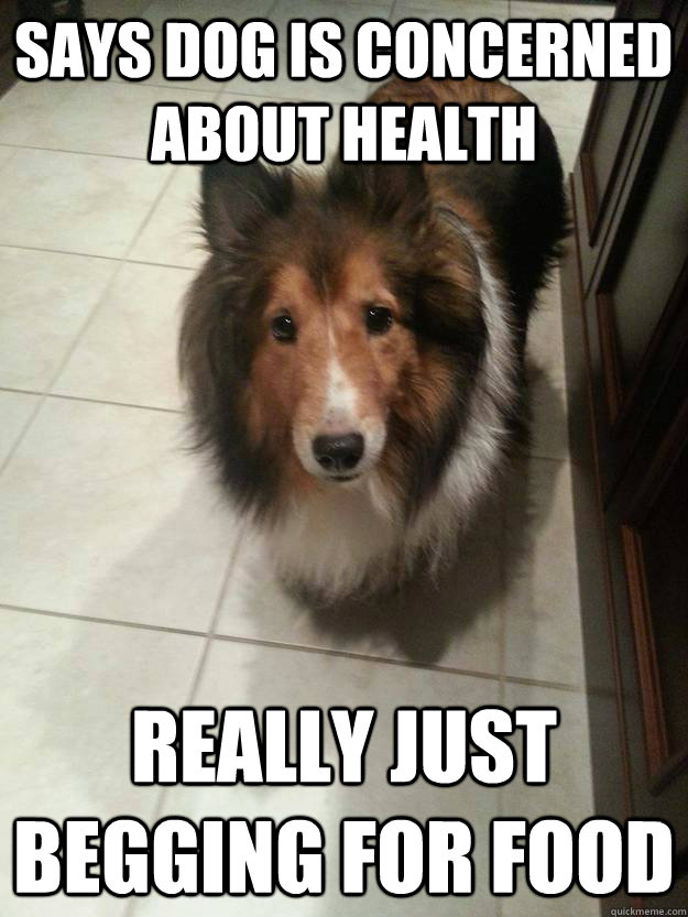 Says dog is concerned about health Really just begging for food - Says dog is concerned about health Really just begging for food  Misc