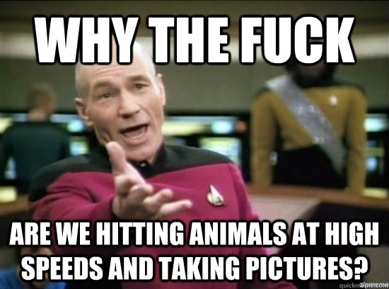 Why the fuck are we hitting animals at high speeds and taking pictures?  Annoyed Picard HD