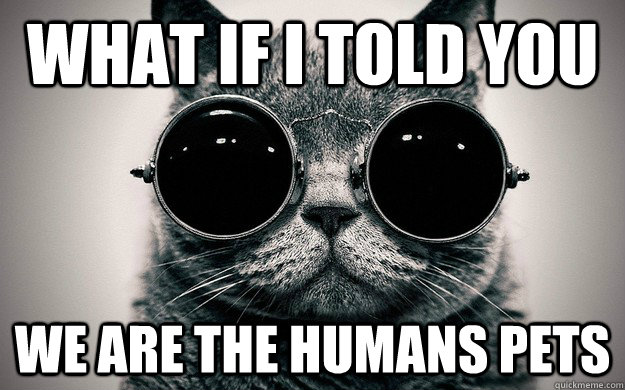 What if i told you We are the humans pets  Morpheus Cat Facts