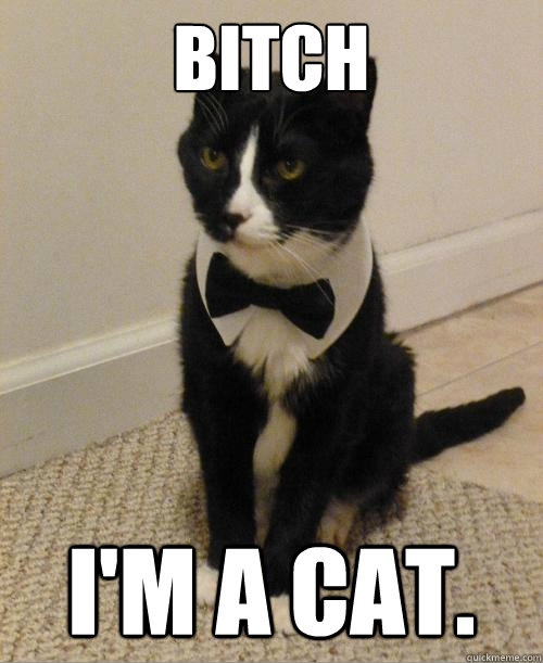 Bitch I'm a cat. - Bitch I'm a cat.  007 Cat