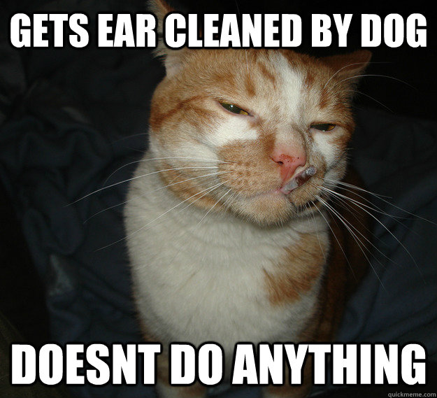 Gets ear cleaned by dog doesnt do anything  Cool Cat Craig