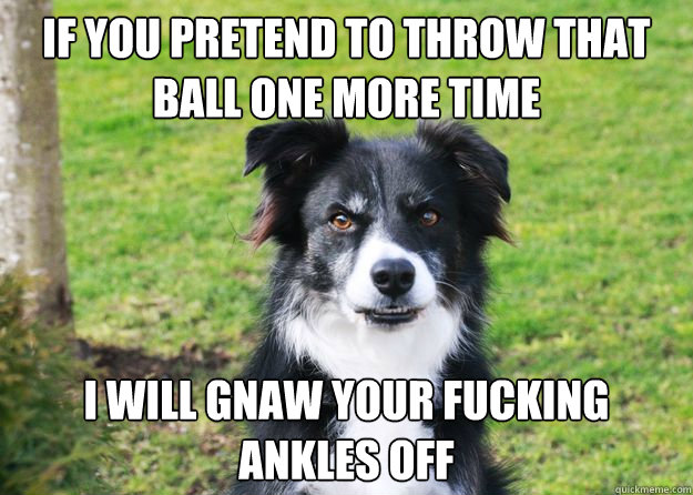 If you pretend to throw that ball one more time I will gnaw your fucking ankles off  Pissed Off Dog