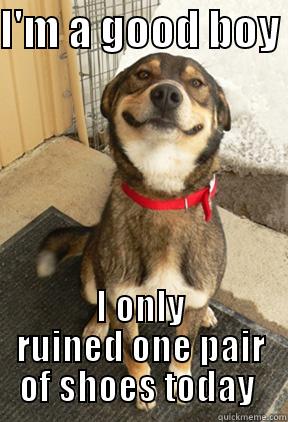 I'M A GOOD BOY  I ONLY RUINED ONE PAIR OF SHOES TODAY  Good Dog Greg