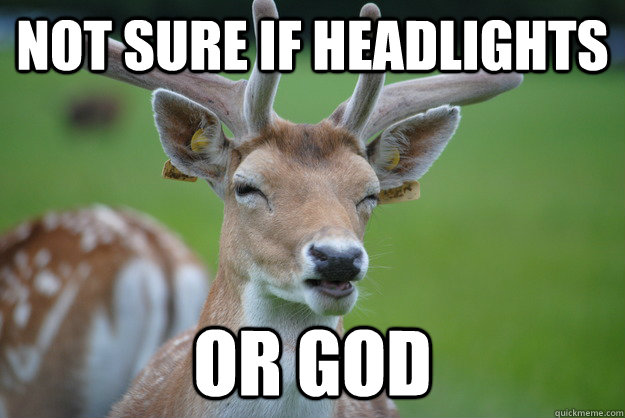 not sure if headlights Or god - not sure if headlights Or god  Deer Fry