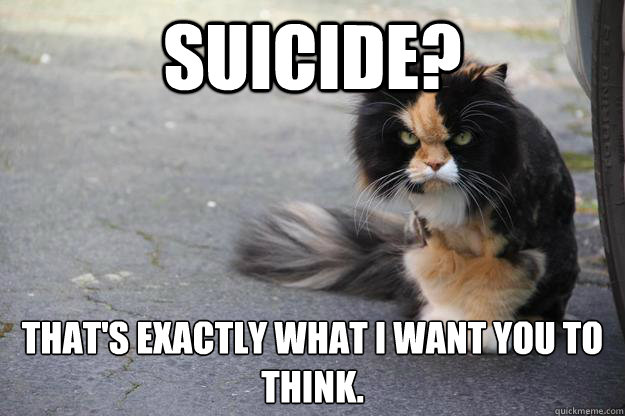 suicide? That's exactly what I want you to think. - suicide? That's exactly what I want you to think.  Indtroducing angry cat