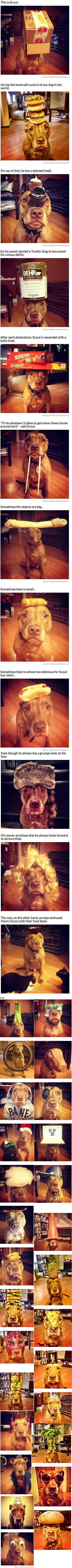 This Dog Can Balance Anything On His Head. You'll Burst Out Laughing Till You Cry At What His Owner Has Tried… LOL! -   Misc