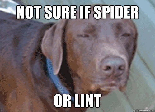 Not sure if spider or lint  Not Sure Dog