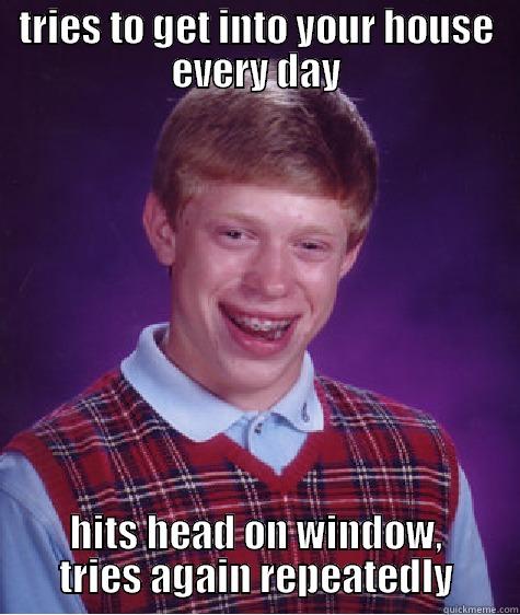 TRIES TO GET INTO YOUR HOUSE EVERY DAY HITS HEAD ON WINDOW, TRIES AGAIN REPEATEDLY Bad Luck Brian