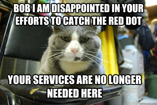 Bob I am disappointed in your efforts to catch the red dot  your services are no longer needed here - Bob I am disappointed in your efforts to catch the red dot  your services are no longer needed here  Serious Business Cat