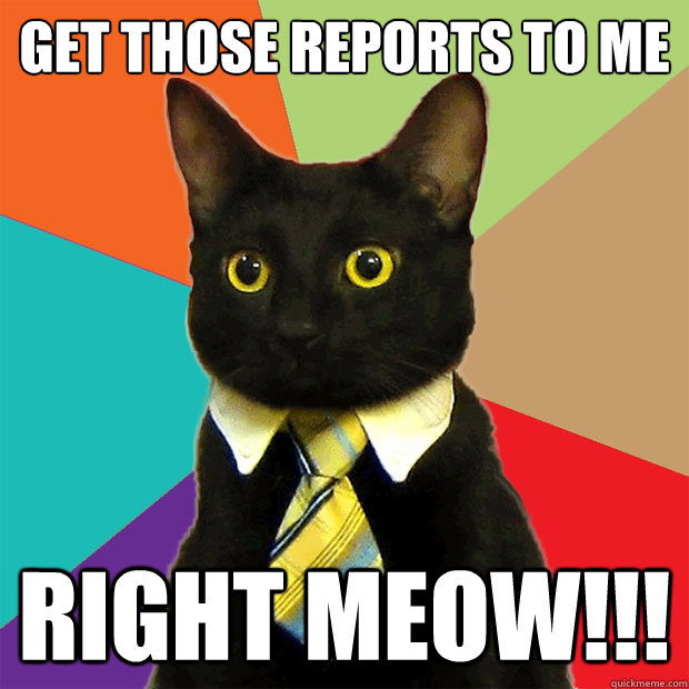 Get those reports to me right meow!!!  Business Cat