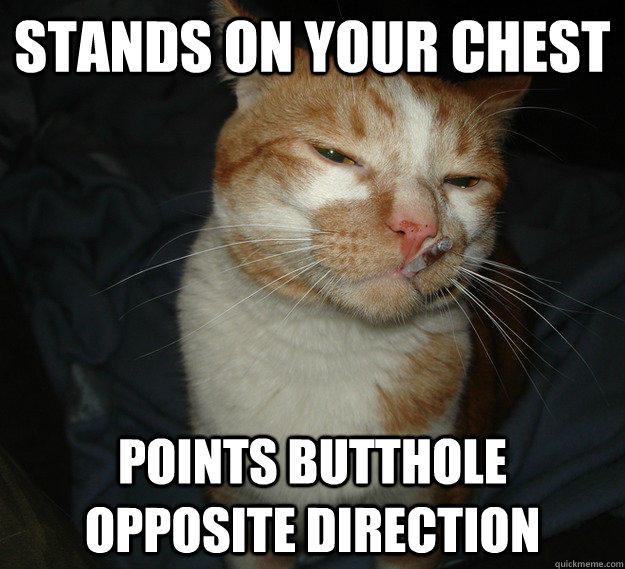 Stands on your chest points butthole opposite direction  Good Guy Cat