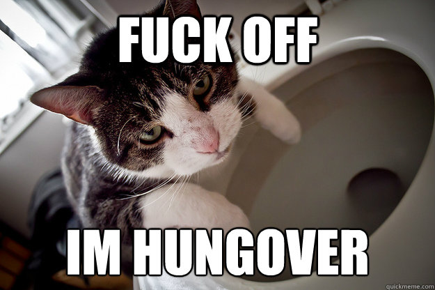 Fuck off im hungover
  Hangover Cat