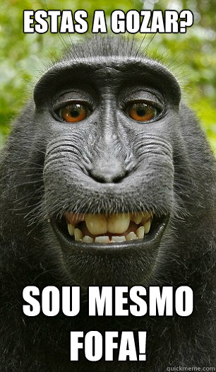 estas a gozar? SOU MESMO FOFA!  Mindful Macaque