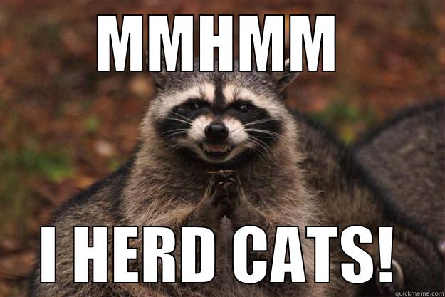 CAT HERDER - MMHMM I HERD CATS! Evil Plotting Raccoon