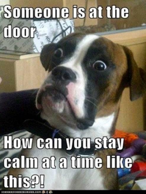 What I think my dog is trying to tell me every time he barks -   Misc