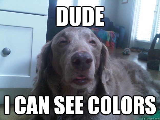 Dude I can see colors - Dude I can see colors  10 Dog