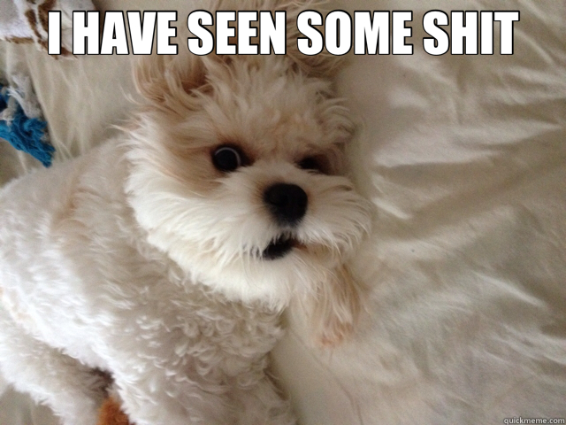 I HAVE SEEN SOME SHIT   Scarred for Life Dog