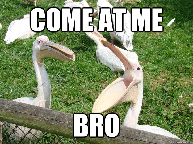 COME AT ME BRO  Provocative Pelican