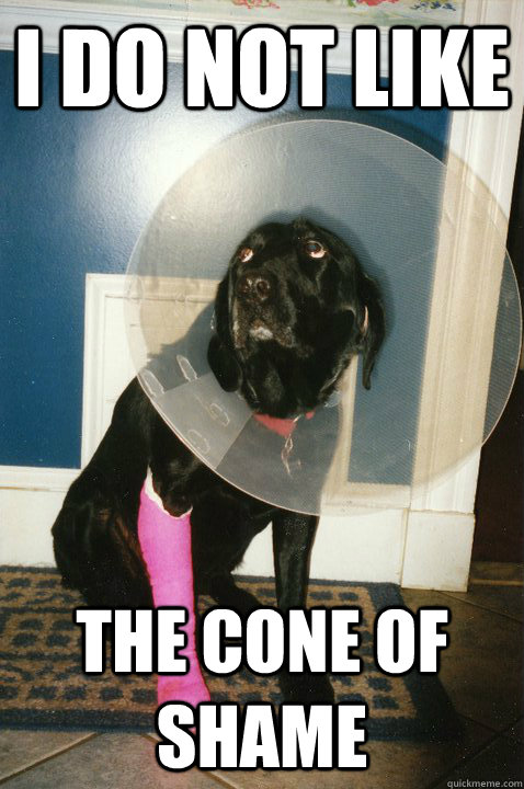 I do not like the cone of shame  