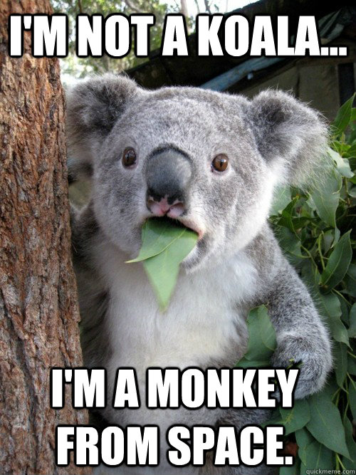 I'M NOT A KOALA... I'M A MONKEY FROM SPACE.   koala bear