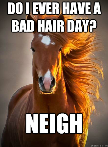 Do I ever have a bad hair day? Neigh  Ridiculously Photogenic Horse