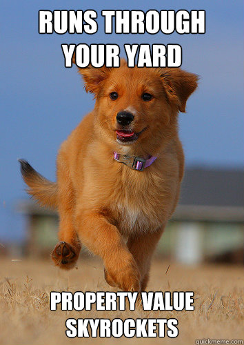 runs through your yard property value skyrockets - runs through your yard property value skyrockets  Ridiculously Photogenic Puppy