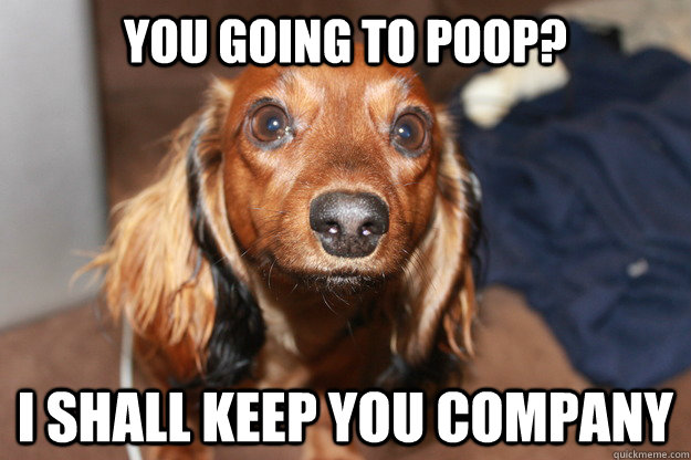 you going to poop? i shall keep you company  Loyal Dog