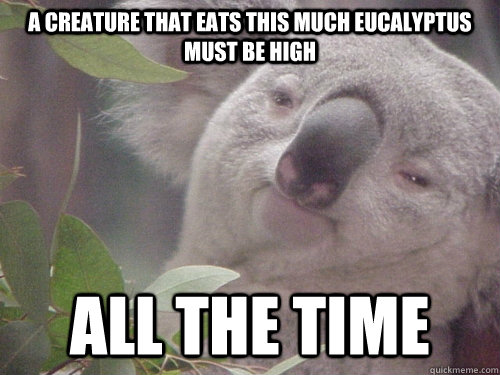 a creature that eats this much eucalyptus must be high all the time  Koala