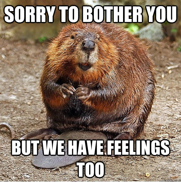 Sorry to bother you But we have feelings too - Sorry to bother you But we have feelings too  Apologetic beaver