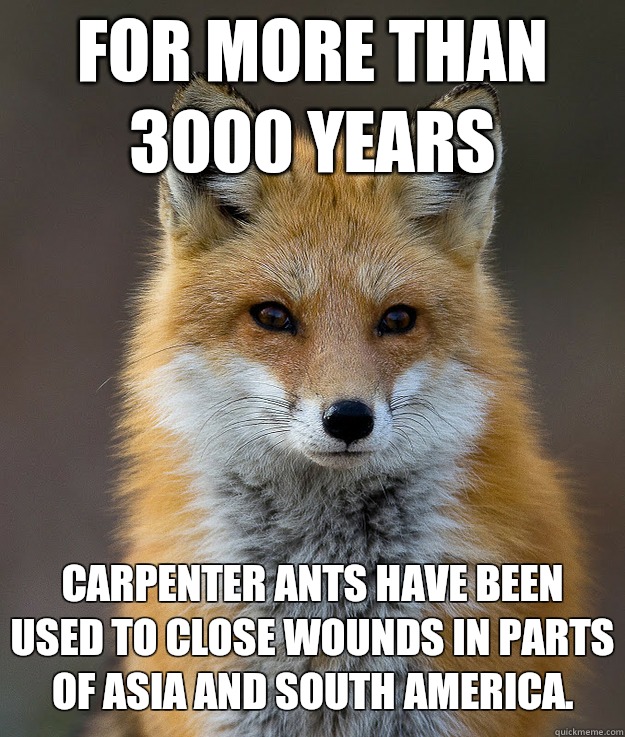 For more than 3000 years Carpenter ants have been used to close wounds in parts of Asia and South America. - For more than 3000 years Carpenter ants have been used to close wounds in parts of Asia and South America.  Fun Fact Fox