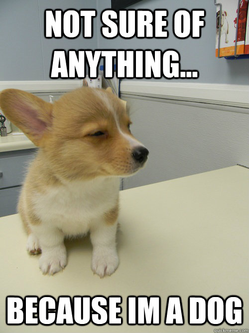 Not Sure of anything... Because im a dog - Not Sure of anything... Because im a dog  Not Sure Dog