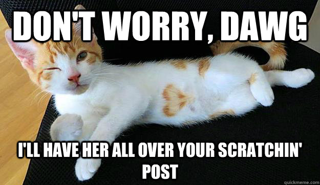 Don't worry, dawg I'll have her all over your scratchin' post  Wingman Cat