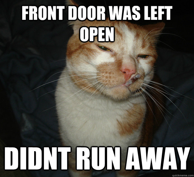 front door was left open didnt run away  Good Guy Cat