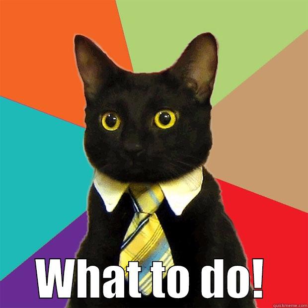  WHAT TO DO! Business Cat