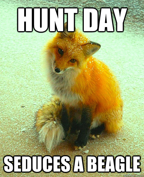 HUNT DAY SEDUCES A BEAGLE - HUNT DAY SEDUCES A BEAGLE  Ridiculously Photogenic Fox