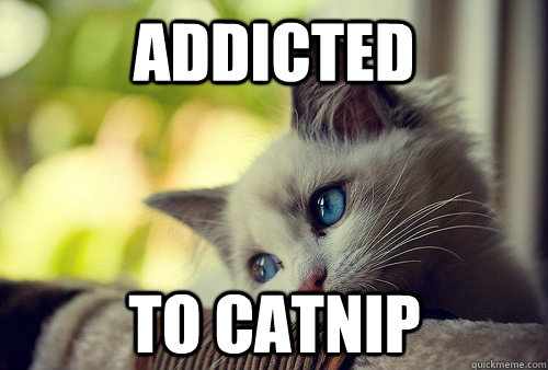 addicted to catnip - addicted to catnip  First World Cat Problems