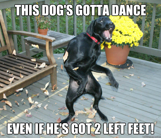 This Dog's Gotta Dance Even If He's Got 2 Left Feet!  Dancing Dog