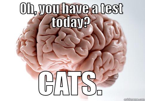 OH, YOU HAVE A TEST TODAY? CATS. Scumbag Brain