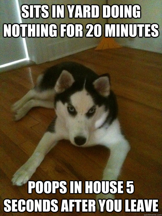 sits in yard doing nothing for 20 minutes poops in house 5 seconds after you leave - sits in yard doing nothing for 20 minutes poops in house 5 seconds after you leave  Scumbag Husky