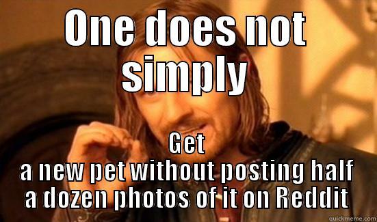 ONE DOES NOT SIMPLY GET A NEW PET WITHOUT POSTING HALF A DOZEN PHOTOS OF IT ON REDDIT Boromir