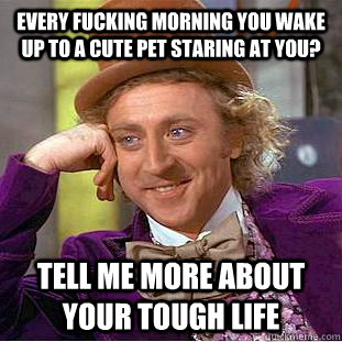 Every fucking morning you wake up to a cute pet staring at you? tell me more about your tough life  Creepy Wonka